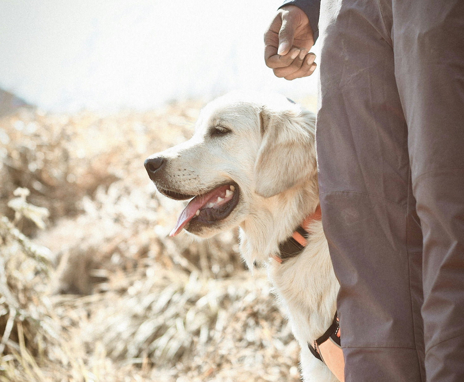 golden Retriever and its owner together