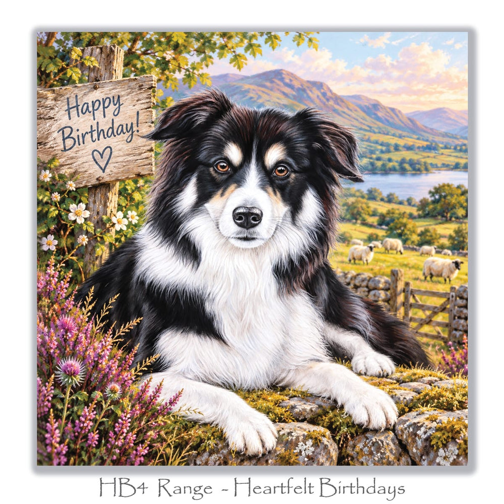 Beautiful dog birthday greeting card with a fluffy Border Collie, colourful wildflowers, stone wall, grazing sheep and scenic countryside lake.