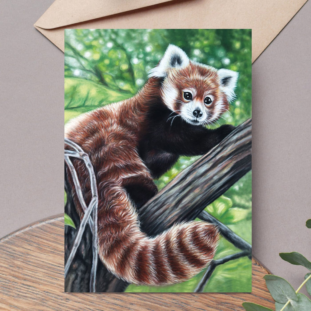 red panda fine art greeting card