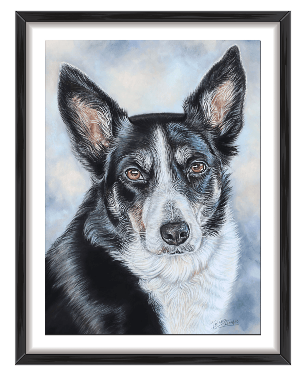 dog portrait of border collie