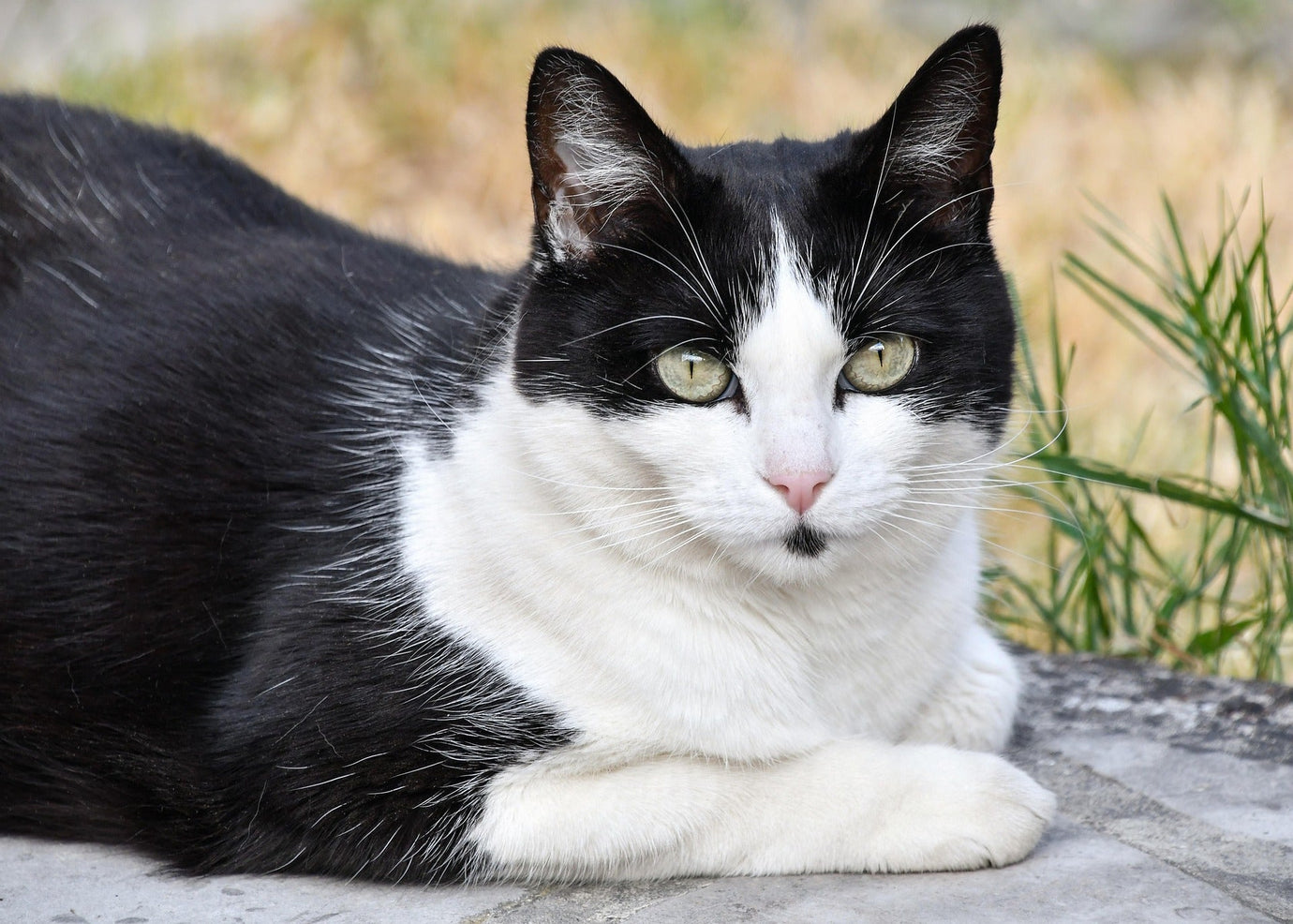 History of Cat Domestication: