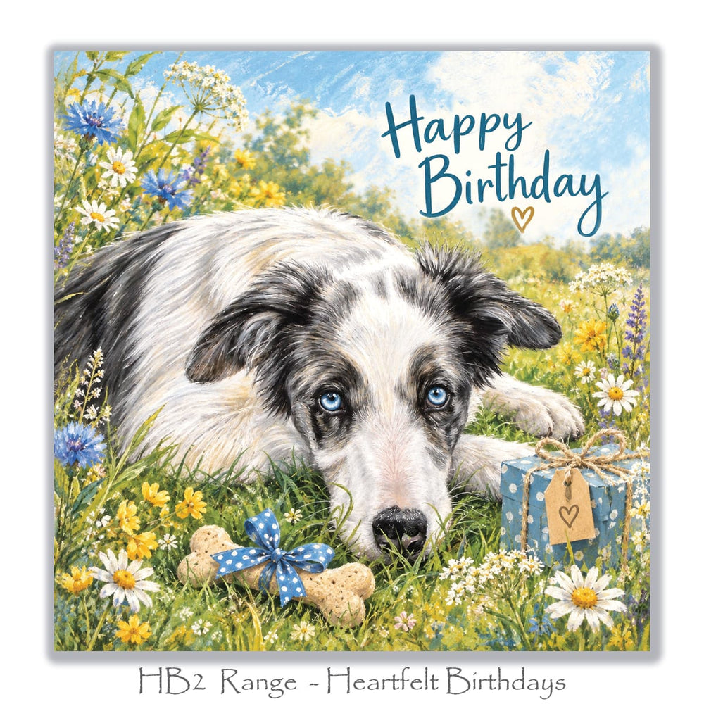 Beautiful dog birthday greeting card with a blue merle Border Collie, colourful daisies, blue cornflowers, wrapped birthday gift and dog biscuit.