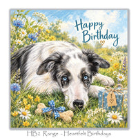 Beautiful dog birthday greeting card with a blue merle Border Collie, colourful daisies, blue cornflowers, wrapped birthday gift and dog biscuit.