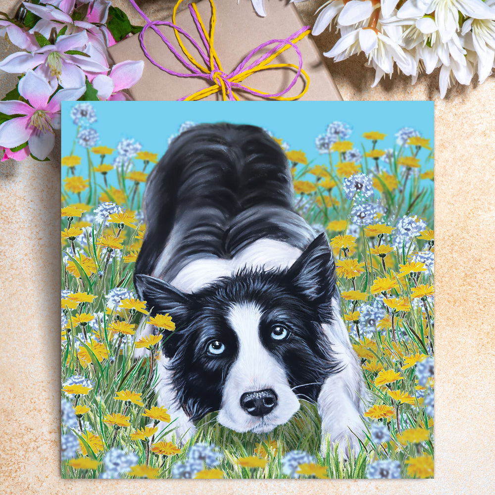 border collie black and white card