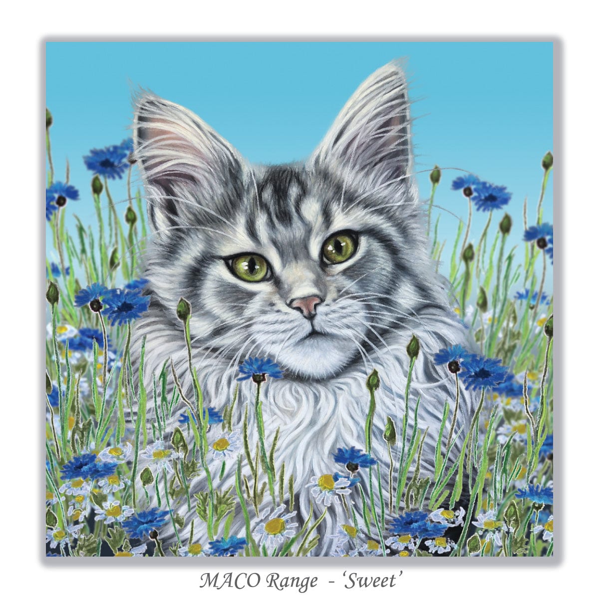 birthday card cat Maine Coon