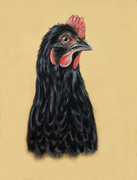Original pastel drawing of a black chicken full of personality, created with professional pastels – unique farm animal artwork.