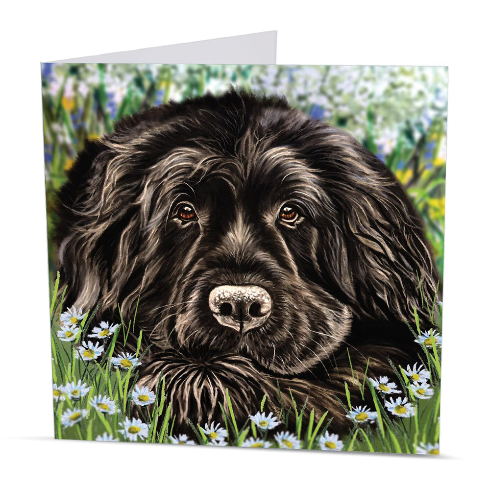 greeting card newfoundland