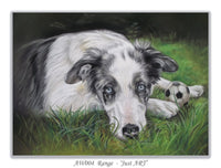 border collie greeting card