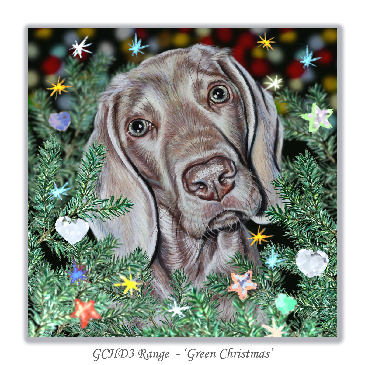 christmas card weimaraner dog