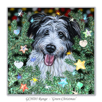 bearded collie christmas card