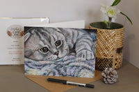 scottish fold cat