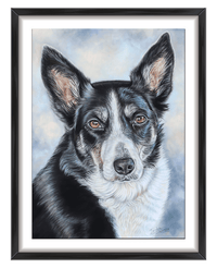 dog portrait of border collie