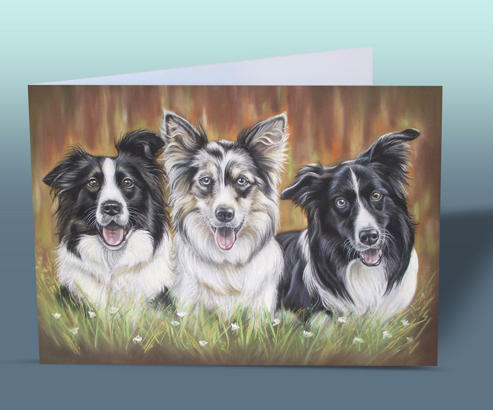 border collies card