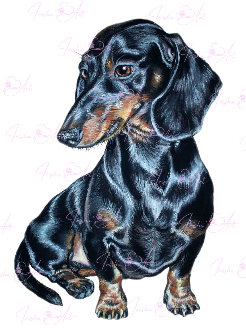 dachshund digital image