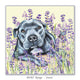staffy dog greeting card resting on the lavender field with butterfly by Irisha 