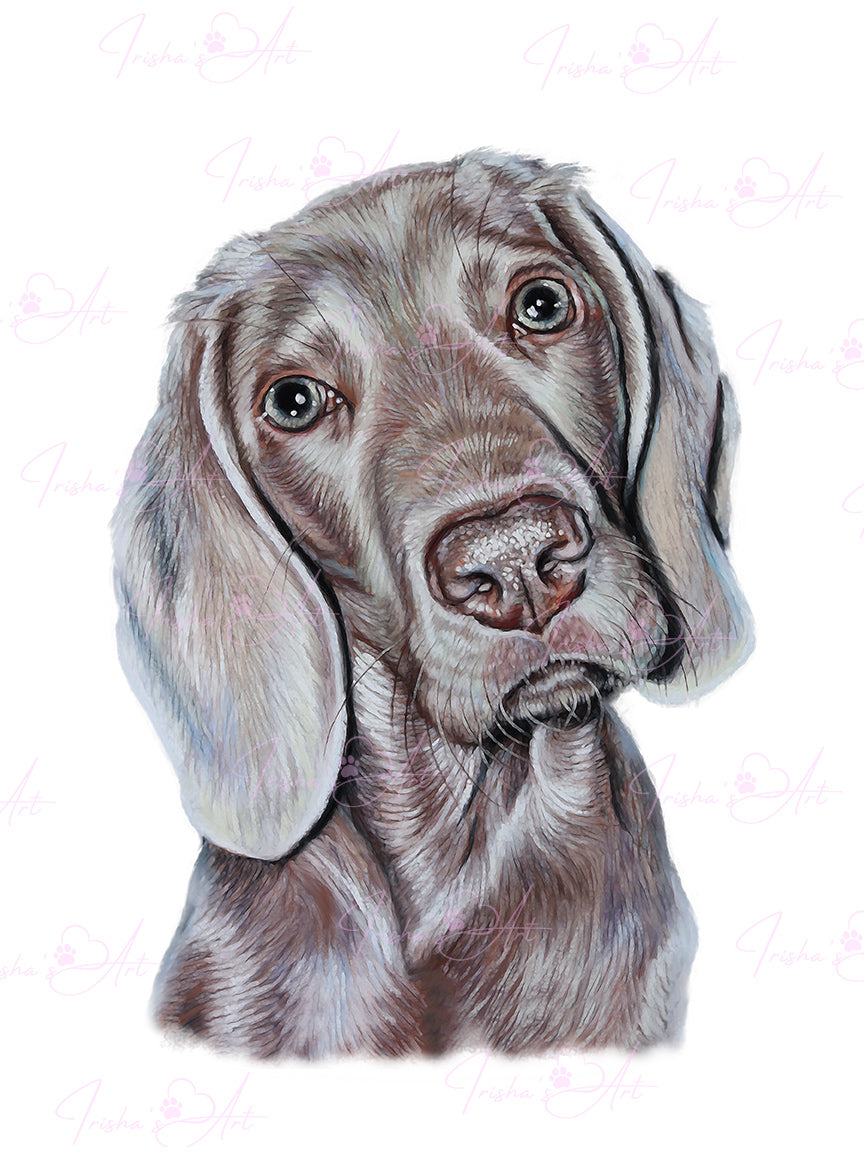 weimaraner clipart download