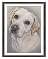 labrador retriever portrait uk