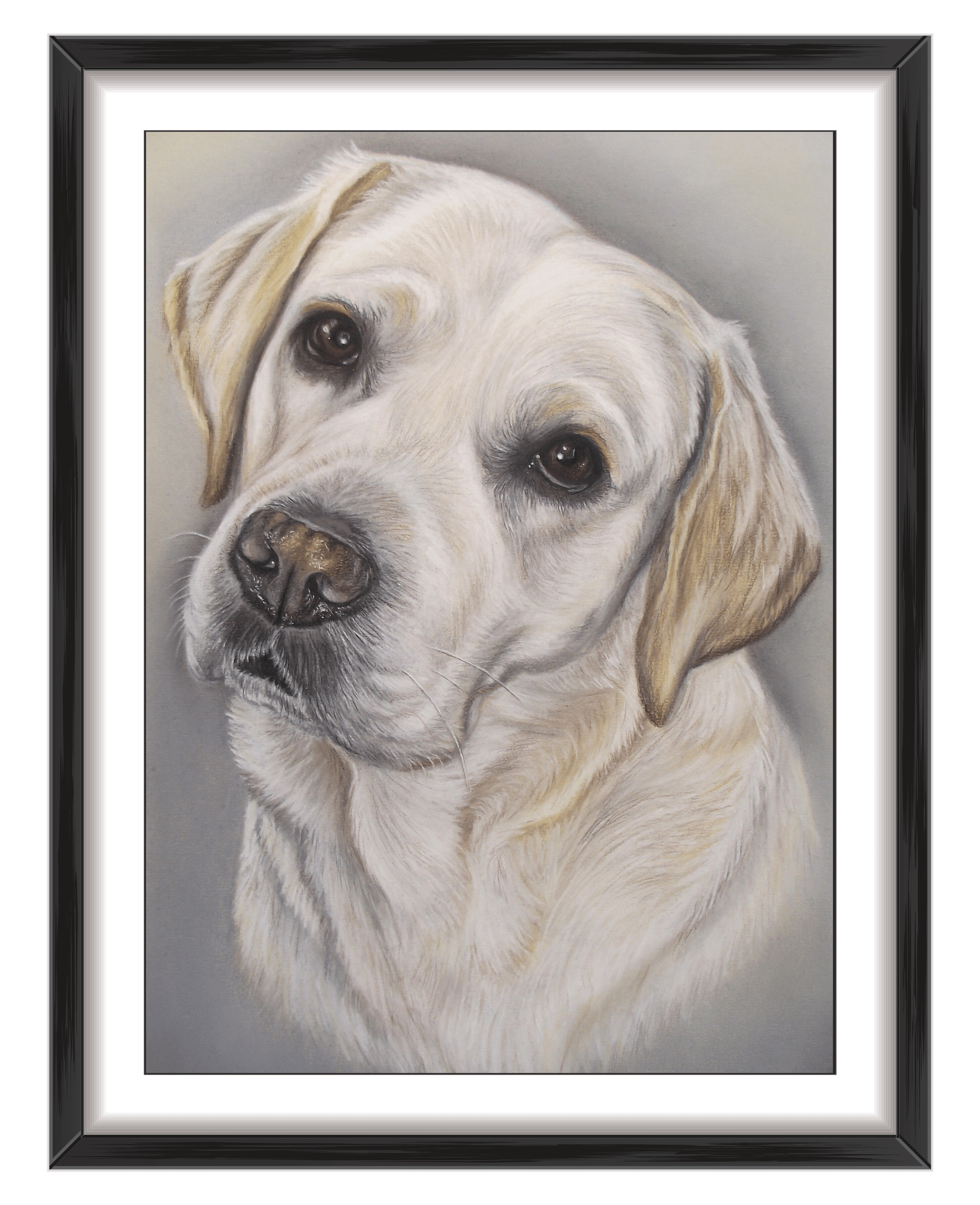 labrador retriever portrait uk